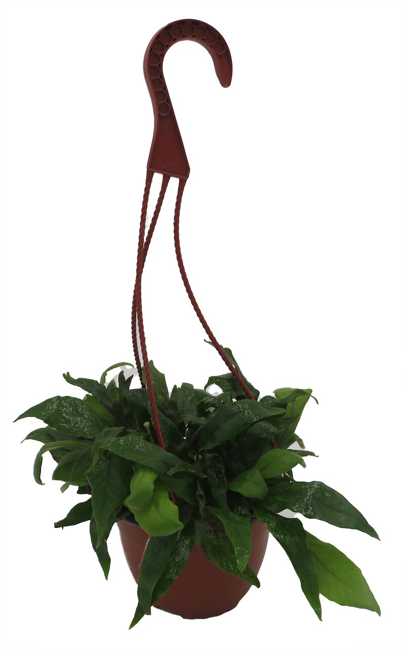 Tongue Fern 6" HB - Asplenium Scolopendrium - Great House Plant